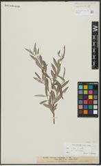 Foto von Salix alba var. sericea Gand.